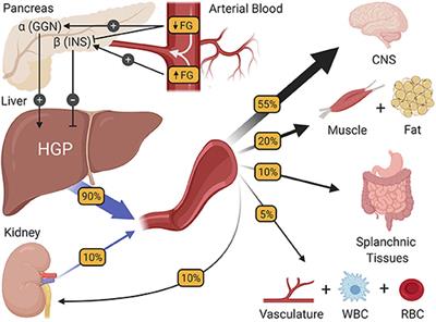 Exercise-Induced Improvements to Whole Body Glucose Metabolism in Type 2 Diabetes: The Essential Role of the Liver